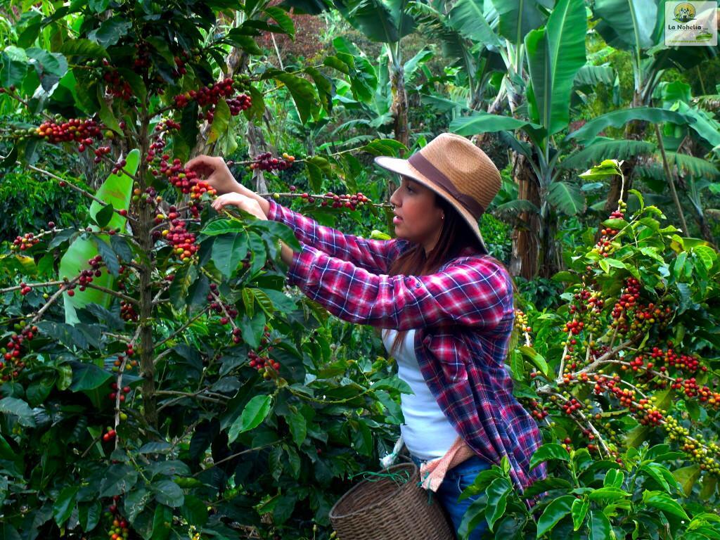 Ecoturismo La Nohelia Jericoc (Antioquia)